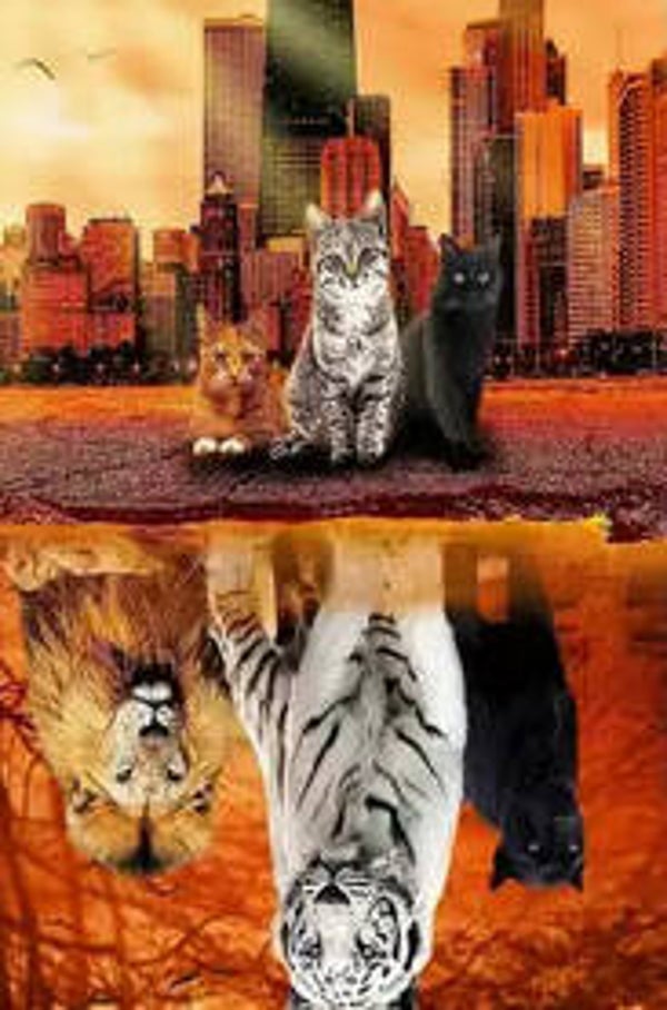 Trio Katachtigen Vierkant 20x30