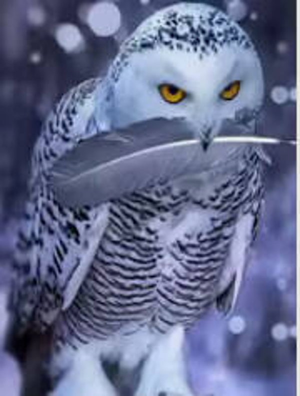 Uil Veer Rond 304x40