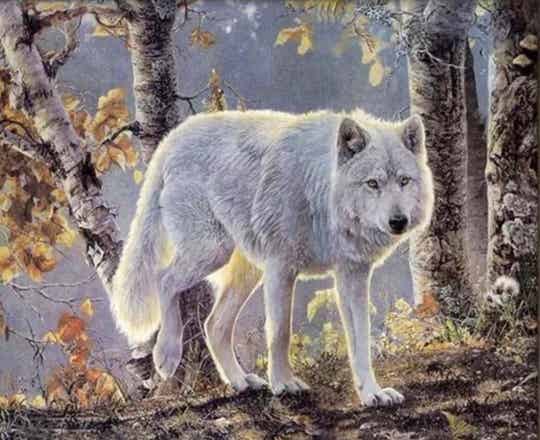 Wolf Vierkant 40x50