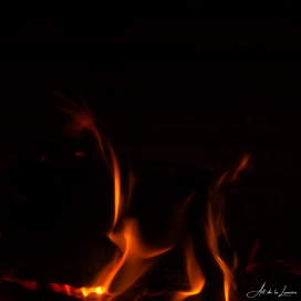 chien-standard.png
