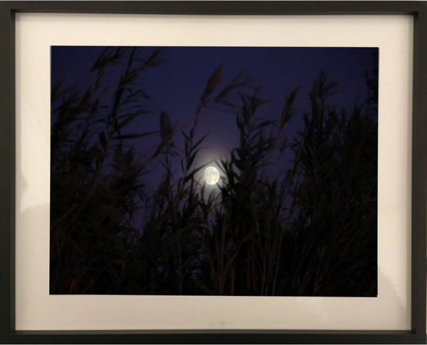 HONNORAT Coralie - Artémis (Photographie)