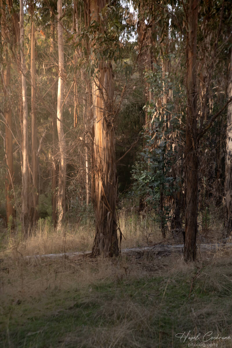 3613-mt-crawford-forest-standard.jpg