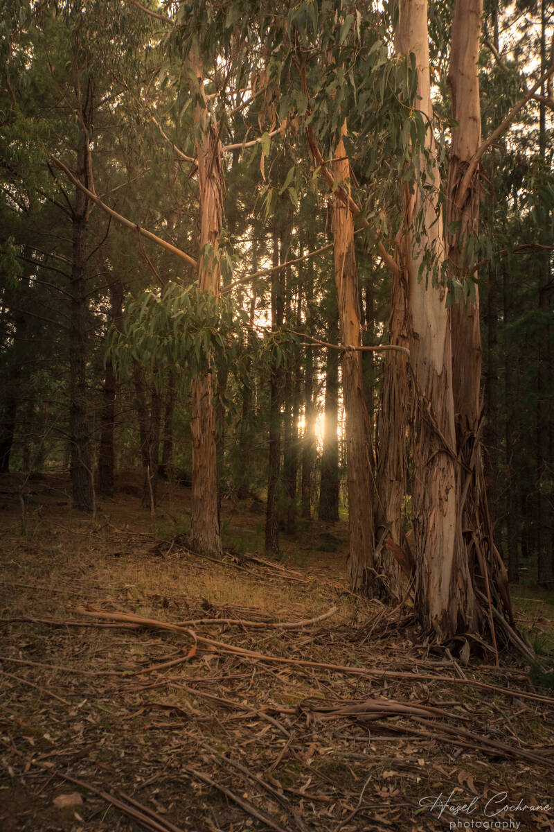 3646-mt-crawford-forest-standard.jpg