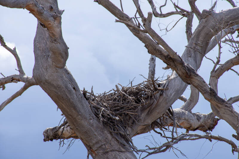 5559-nest-standard-ns3e81.jpg
