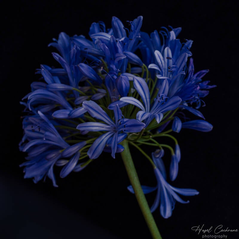 Agapanthus