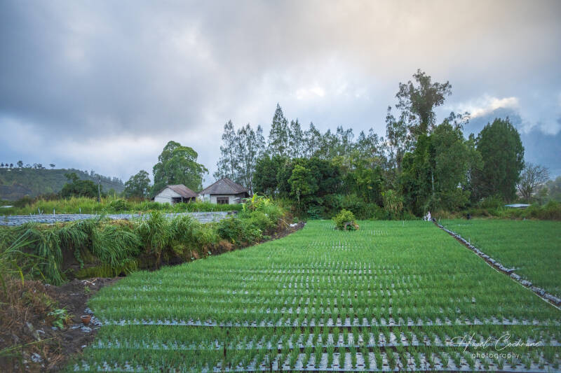 bali-market-garden-4465-standard-26n5ew.jpg