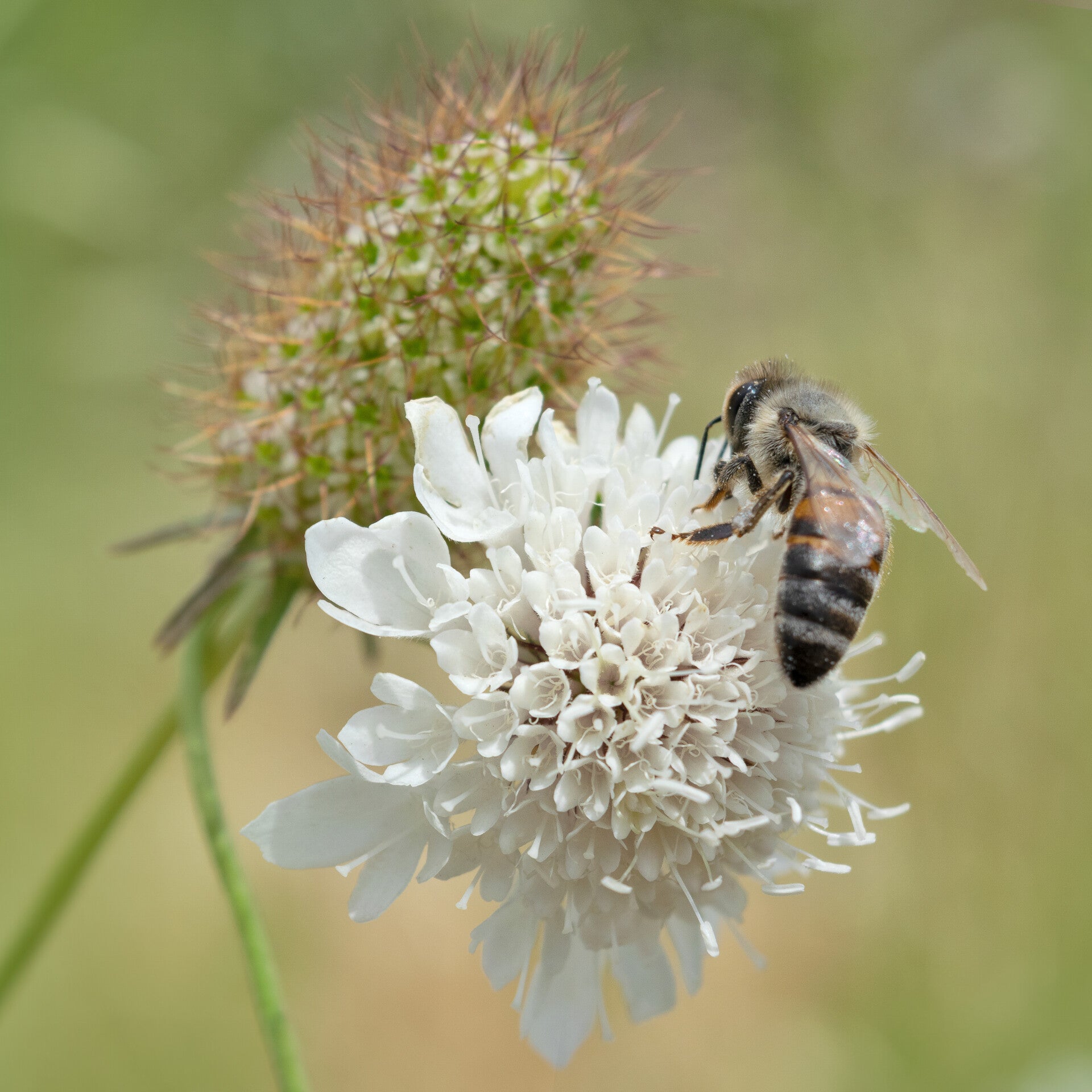 Whispers of the Wildflowers