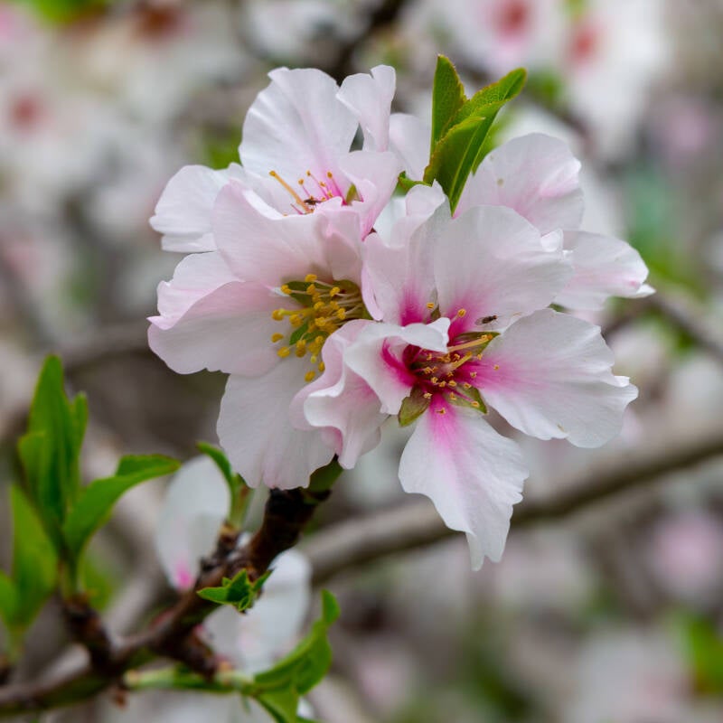 Blossom