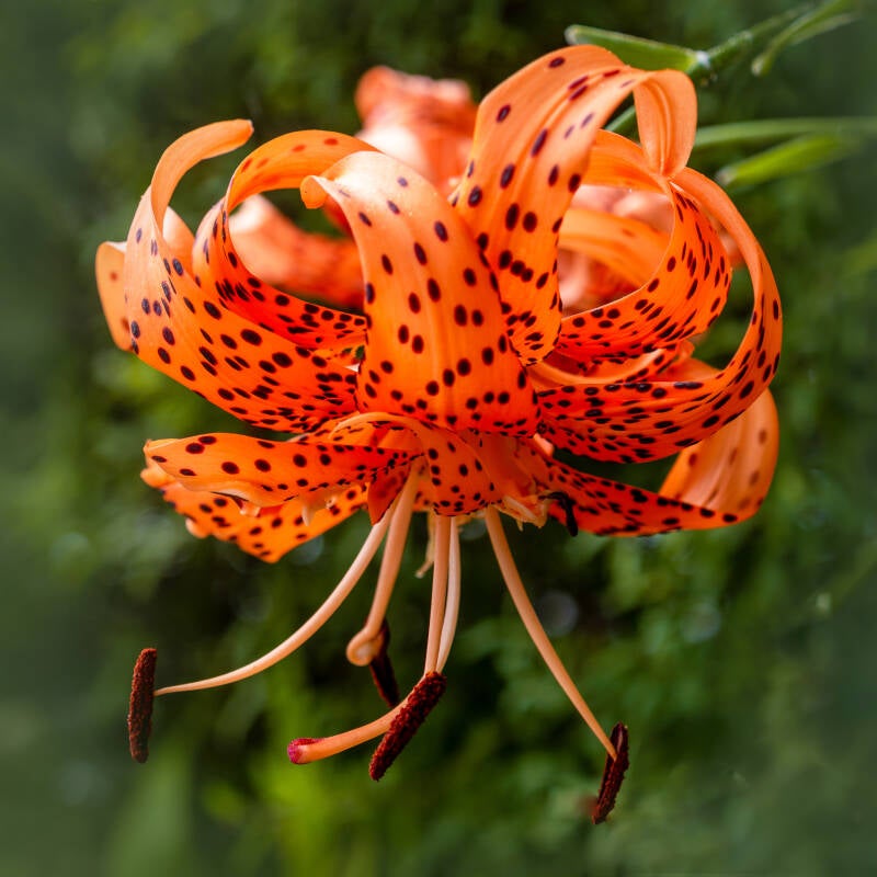 Flower 5