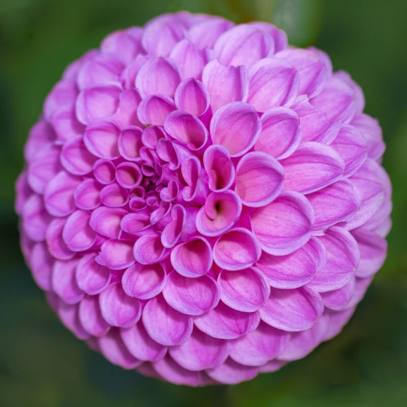 Flower 1