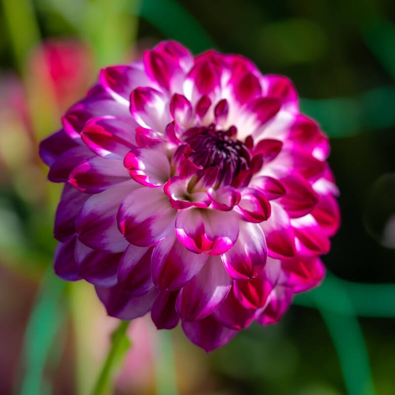 fFlower 2