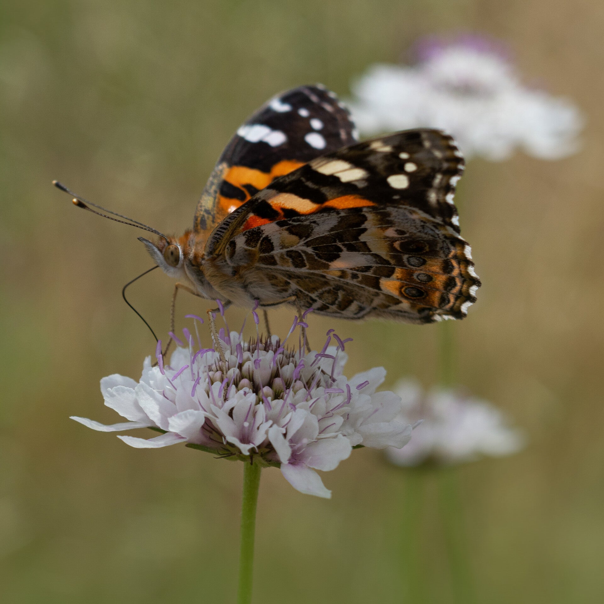 Dancing Colours on Petals