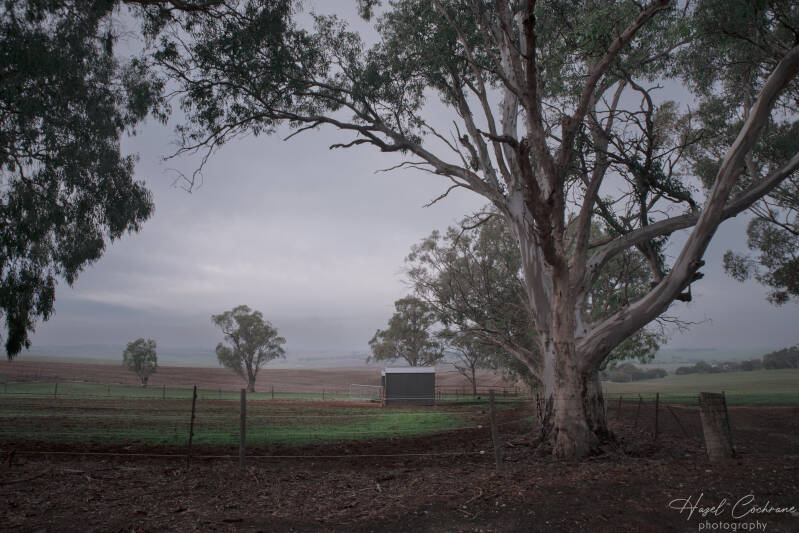 foggy-trees-may-2026-3-standard.jpg