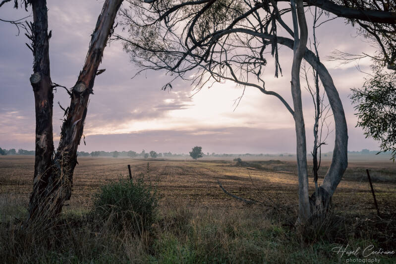 foggy-trees-may-2026-3735-v2-standard-mkraqx.jpg