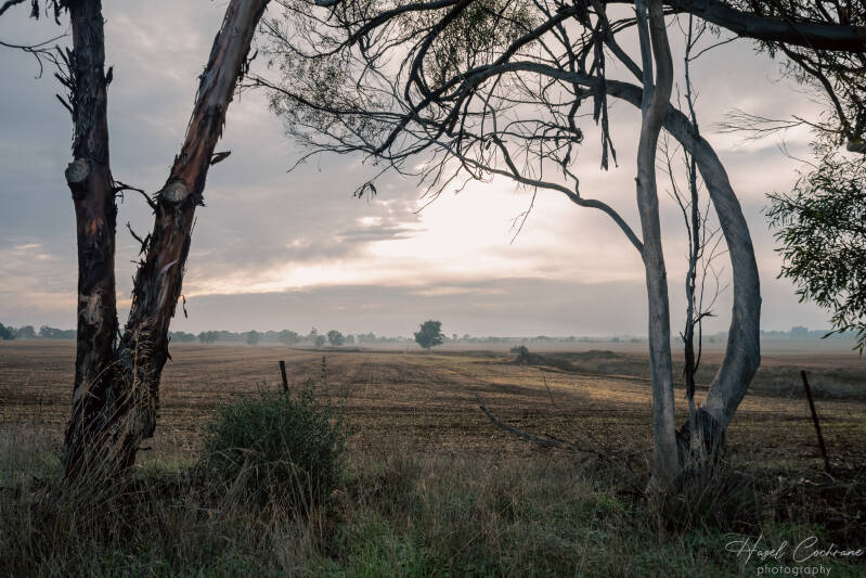 foggy-trees-may-2026-4-standard.jpg