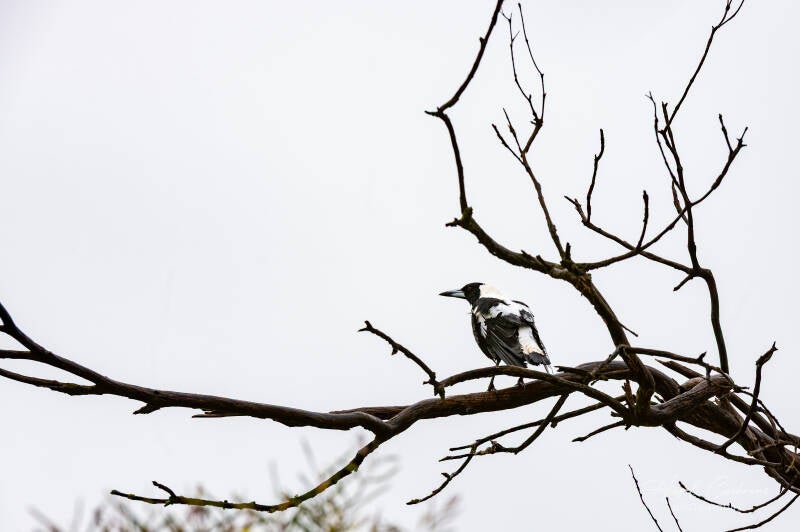 foogy-tree-9412-standard.jpg