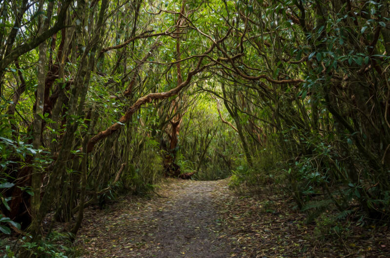 DG Forest Trail