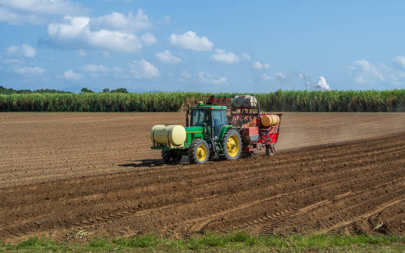 Sugar Cane Harvest