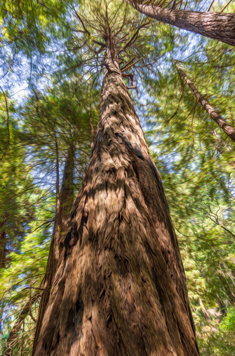 muir-wood-forest-standard-3fad4b.jpg