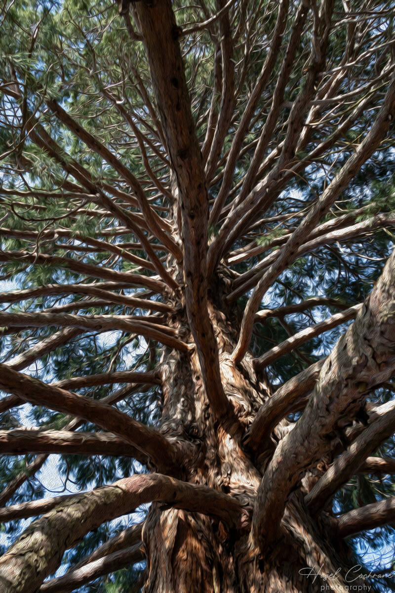 Tall Tree