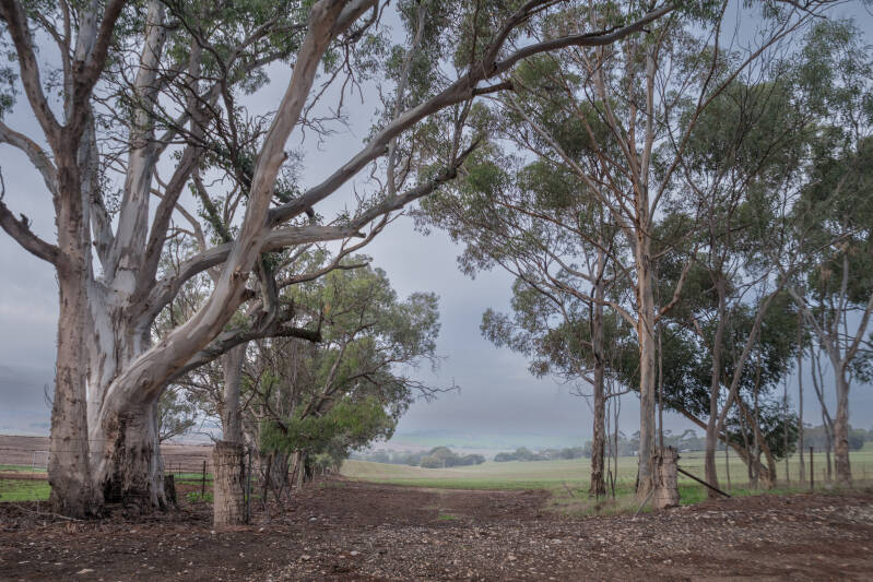rosedale-trees-cc-2-standard.jpg