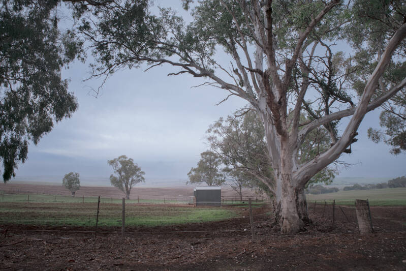 rosedale-trees-cc-3-standard.jpg