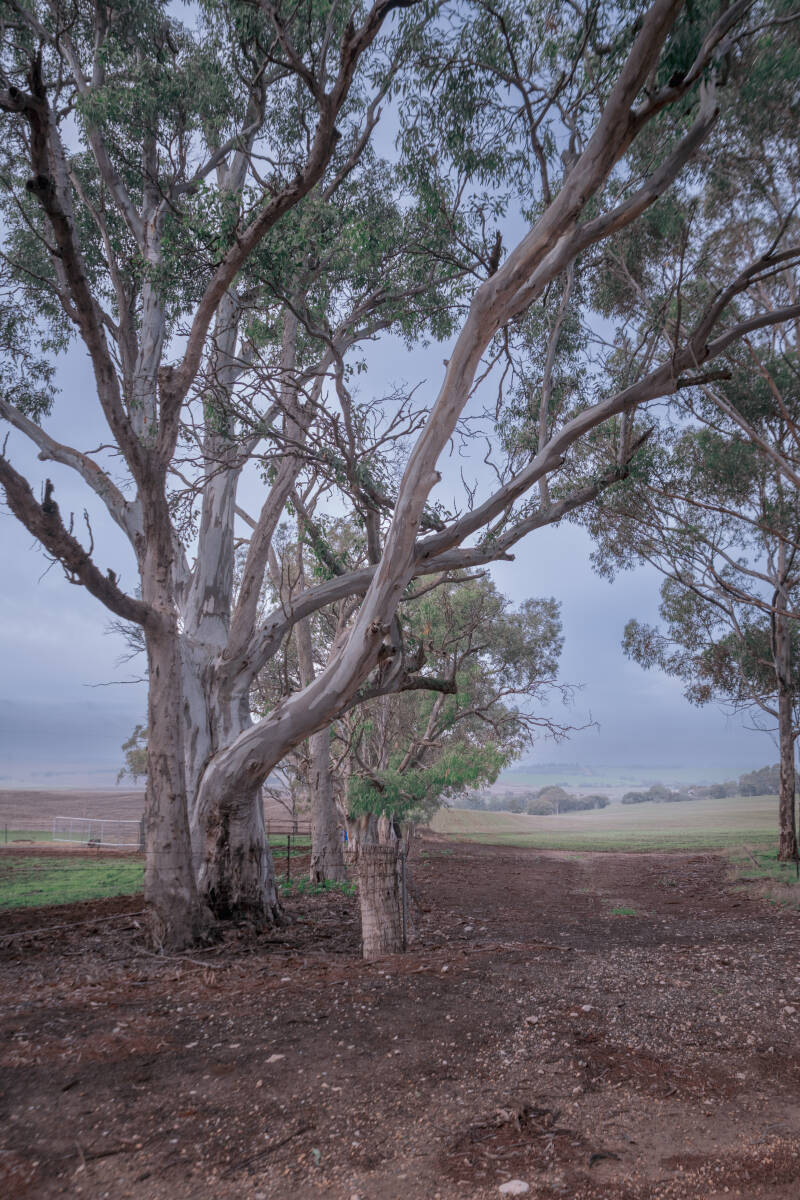 rosedale-trees-cc-standard.jpg
