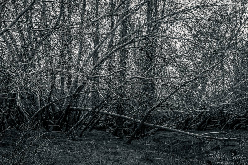 Tendrils