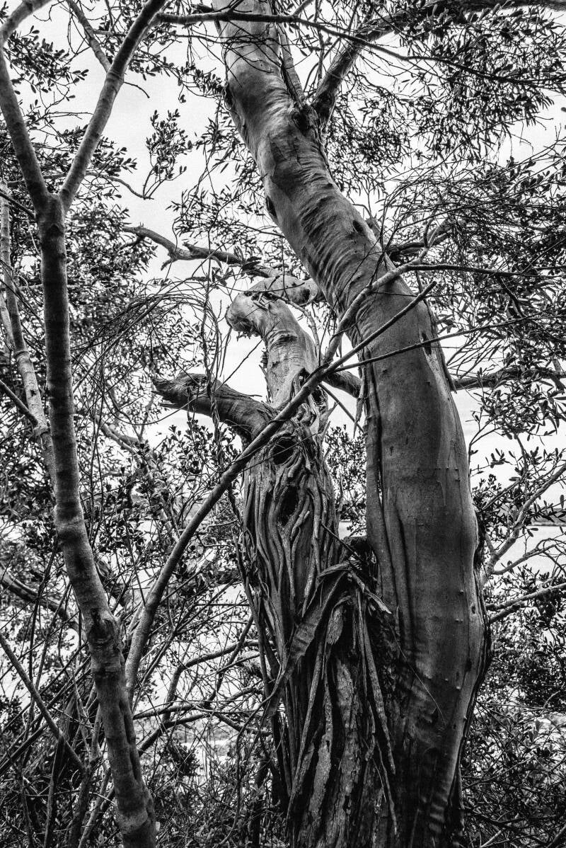 Entwined