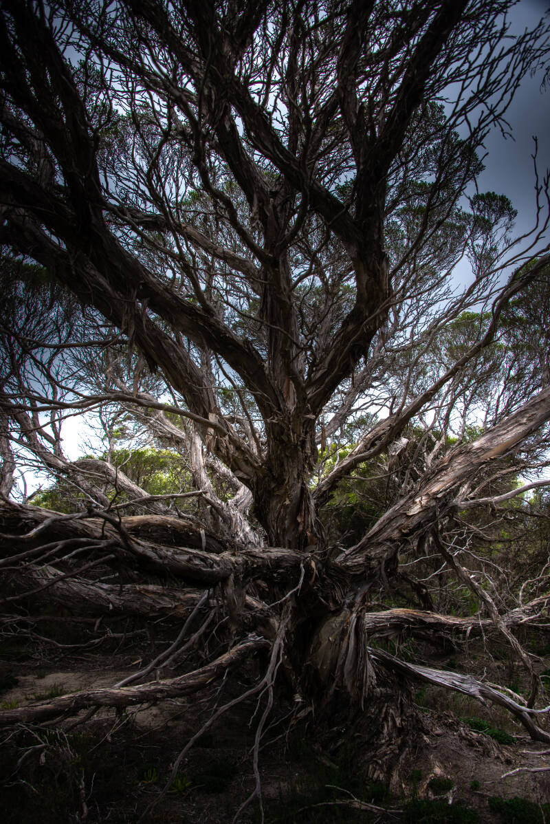 tree-8001-standard.jpg