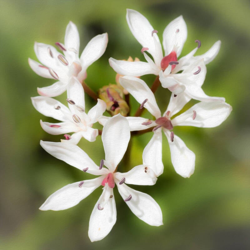 Flower 4