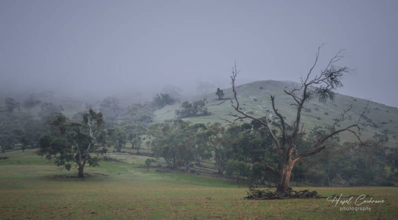 winter-veil-on-mount-bryan-standard.jpg