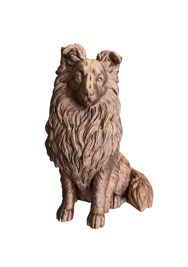 Collie of schotse herdershond