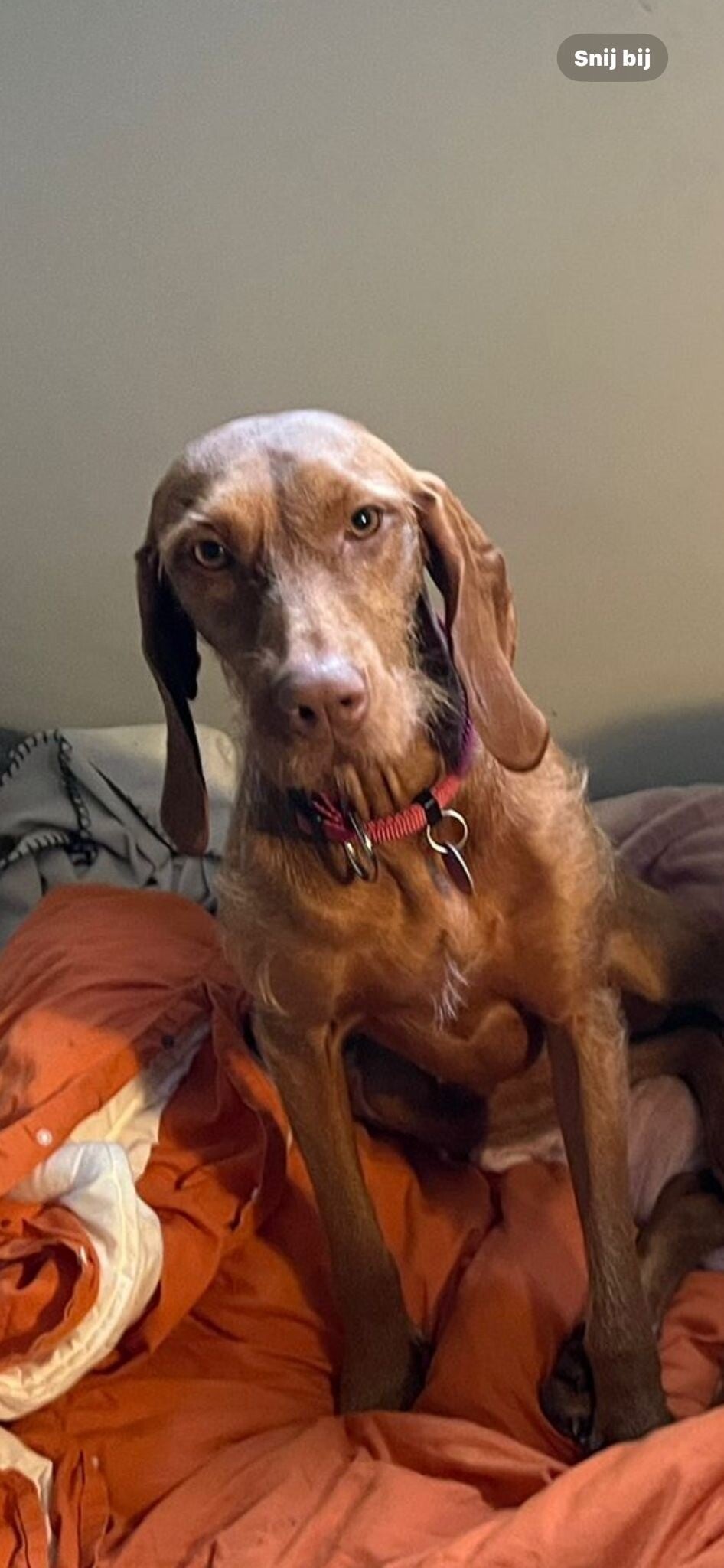 Dobby de vizsla
