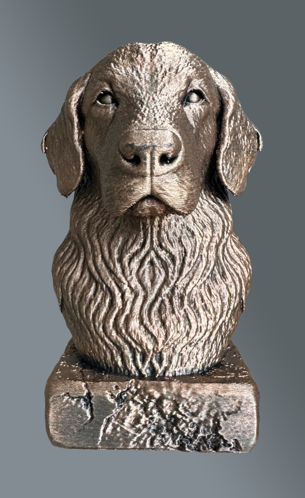 Flat coated retriever