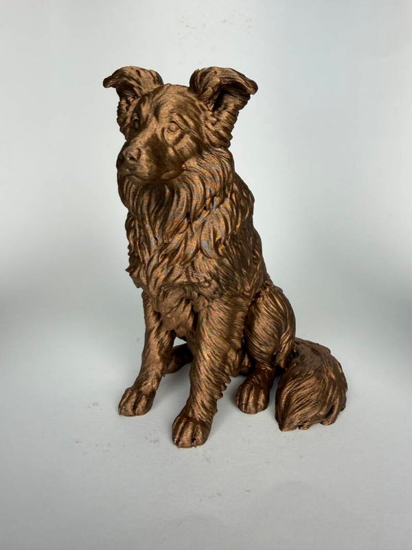 Border Collie zittend