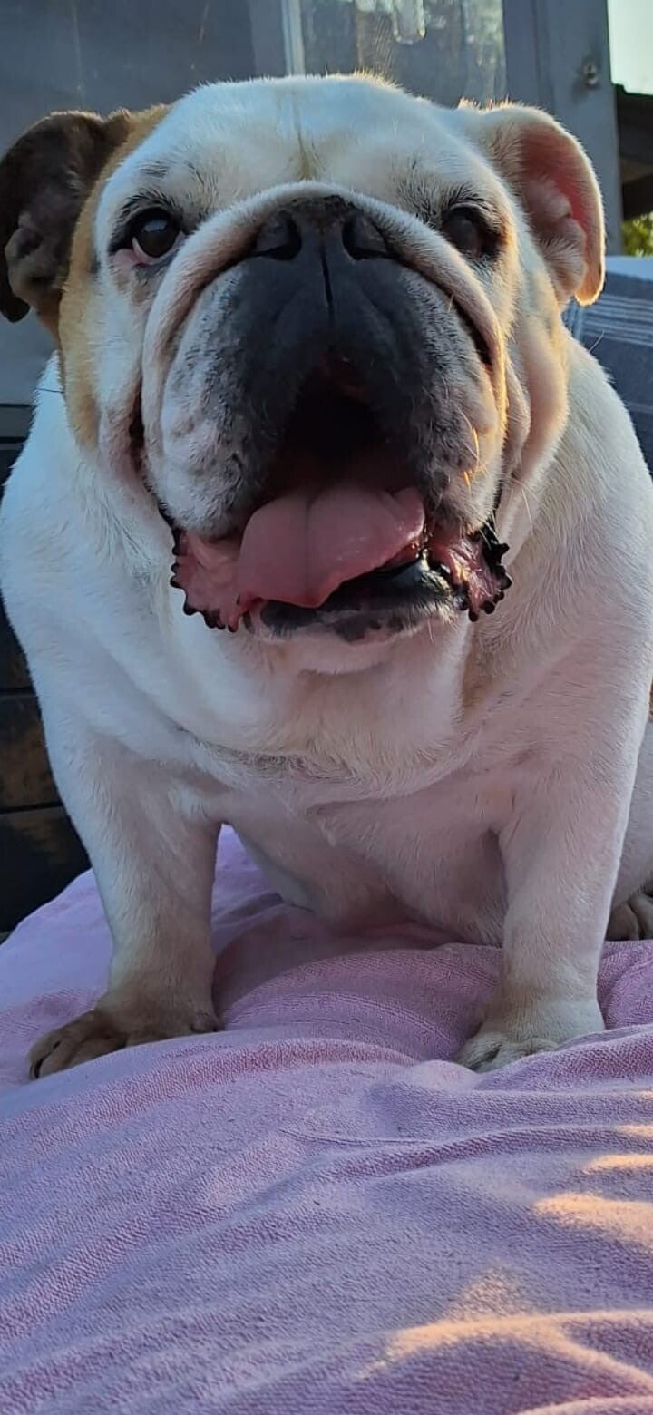 Foto Pippa