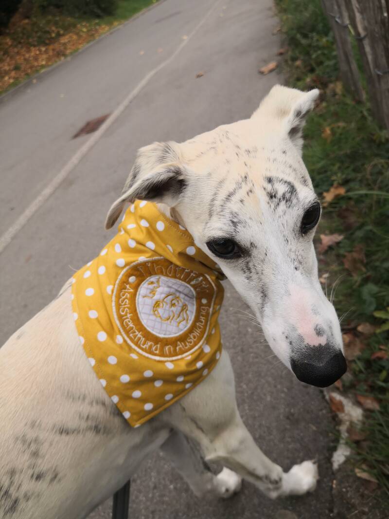 Allergie, Anaphylaxie, Assistenzhund, Erdnuss