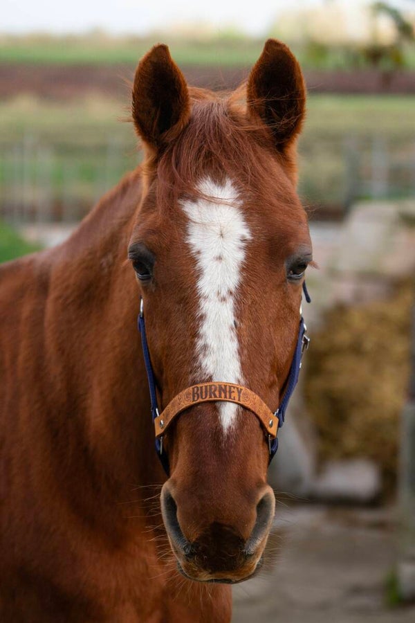 halster Ranch  - gepersonaliseerde leren neusriem met eigen naam