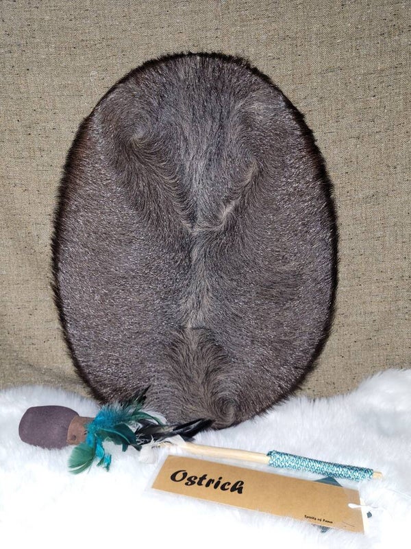 Ostrich