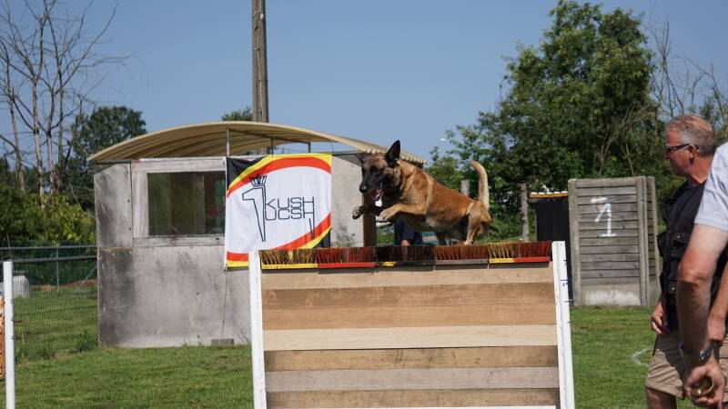 Hond springt over schutting