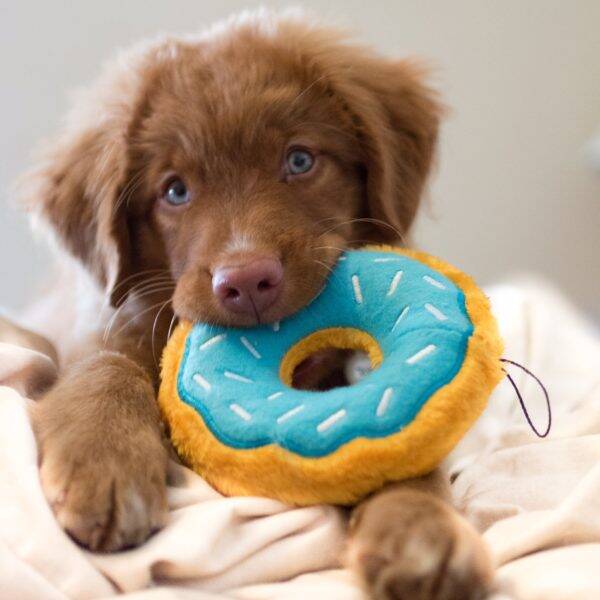 Donut Blueberry