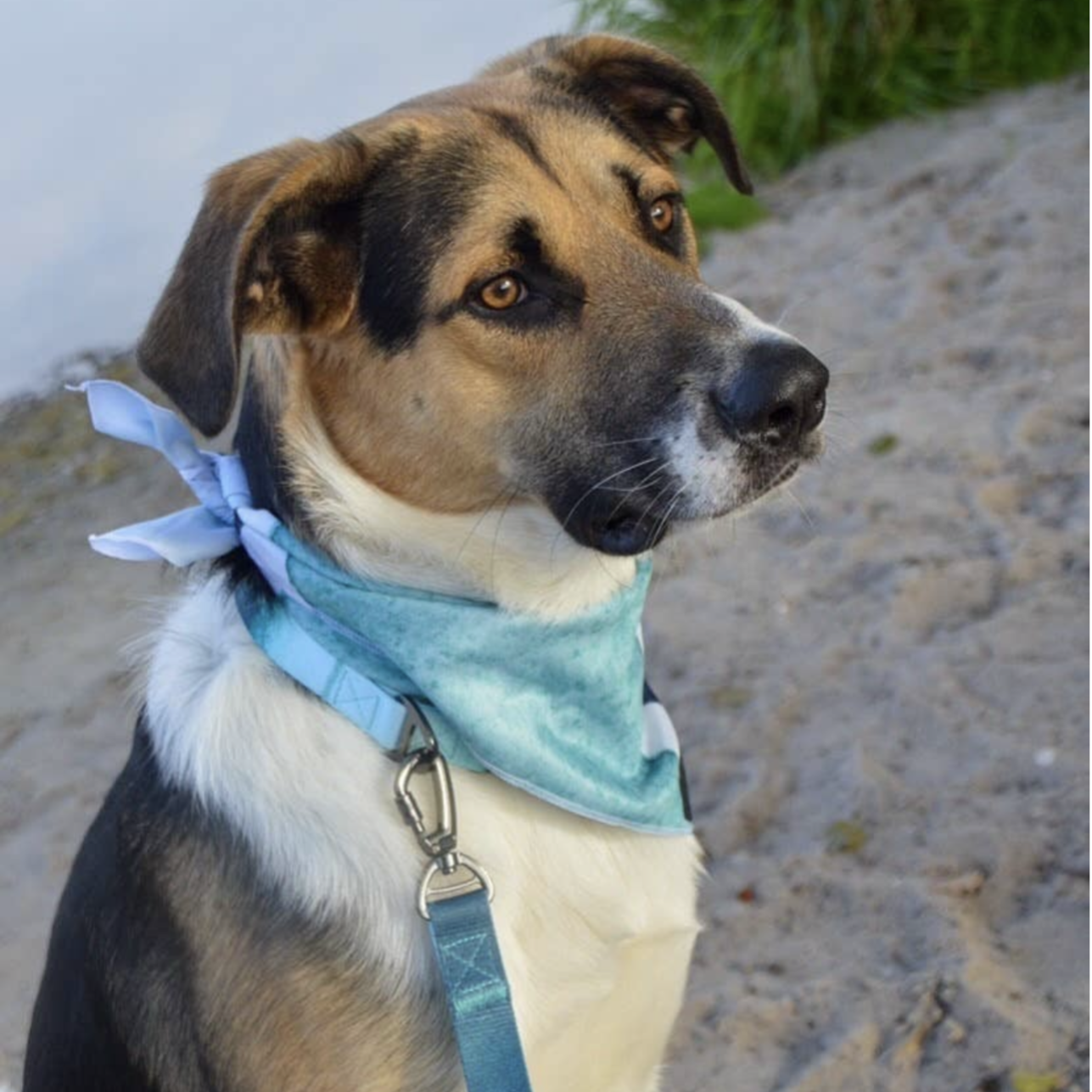 Ocean vibes bandana