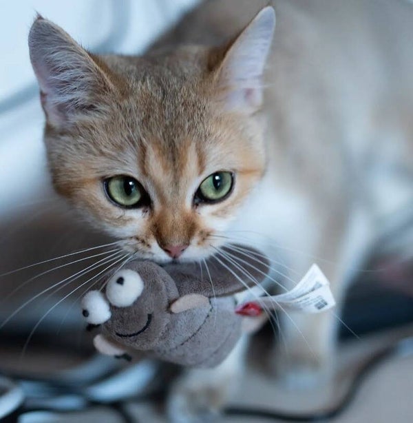 MELODY CHASER MET BEWEGINGSGEACTIVEERDE GELUIDSCHIP- KREKEL