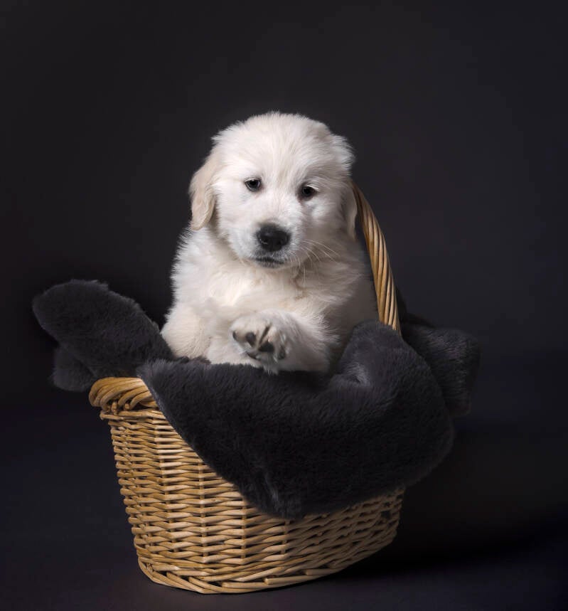studio soeteman foto van hond