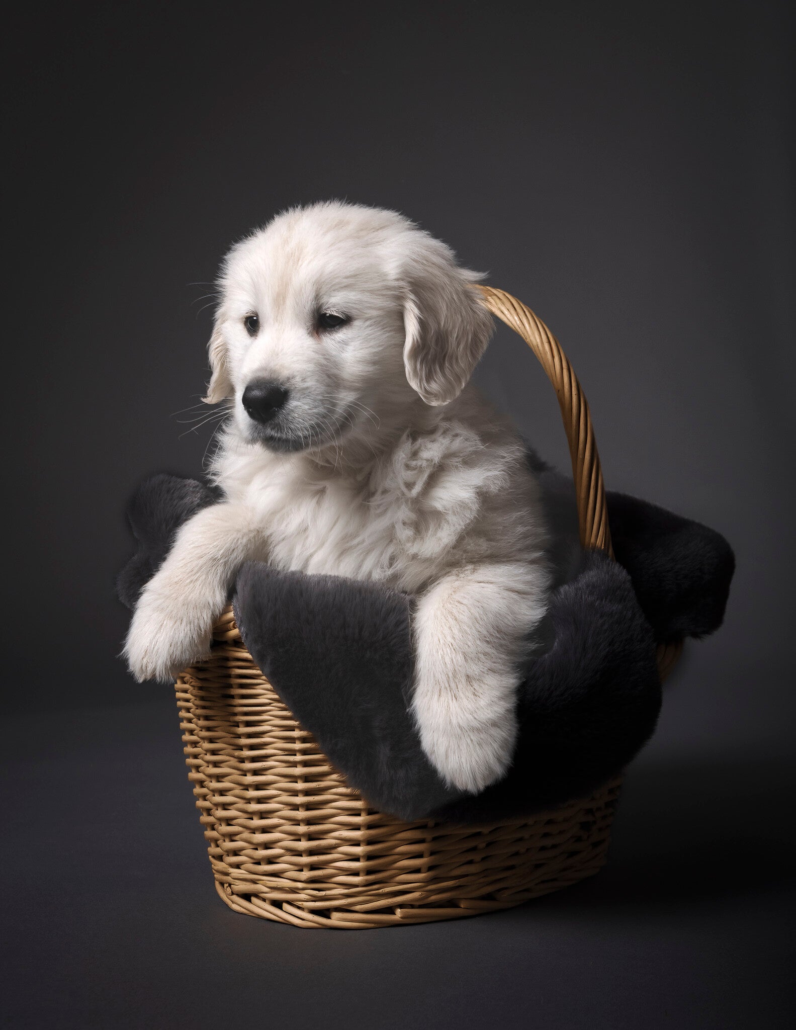 studio soeteman foto van hond