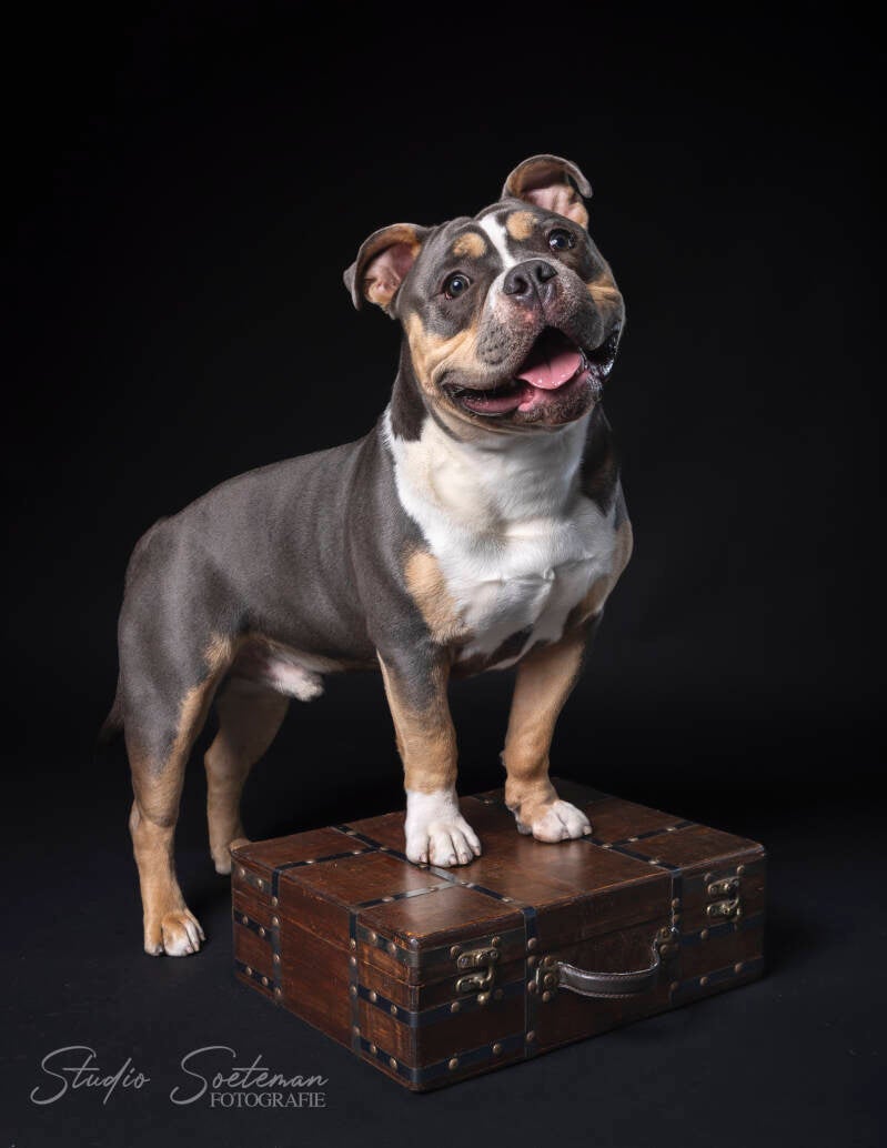 studio soeteman foto van hond