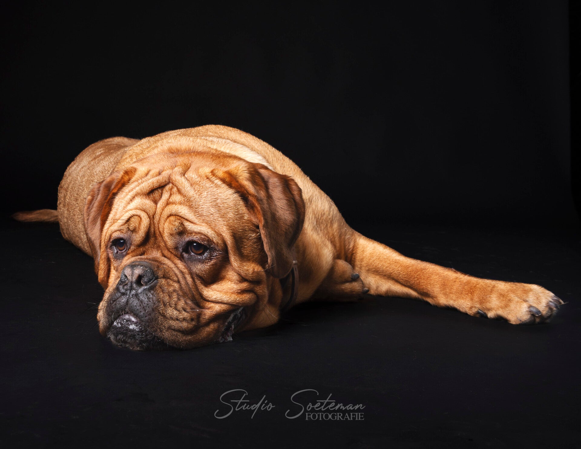 studio soeteman foto van hond