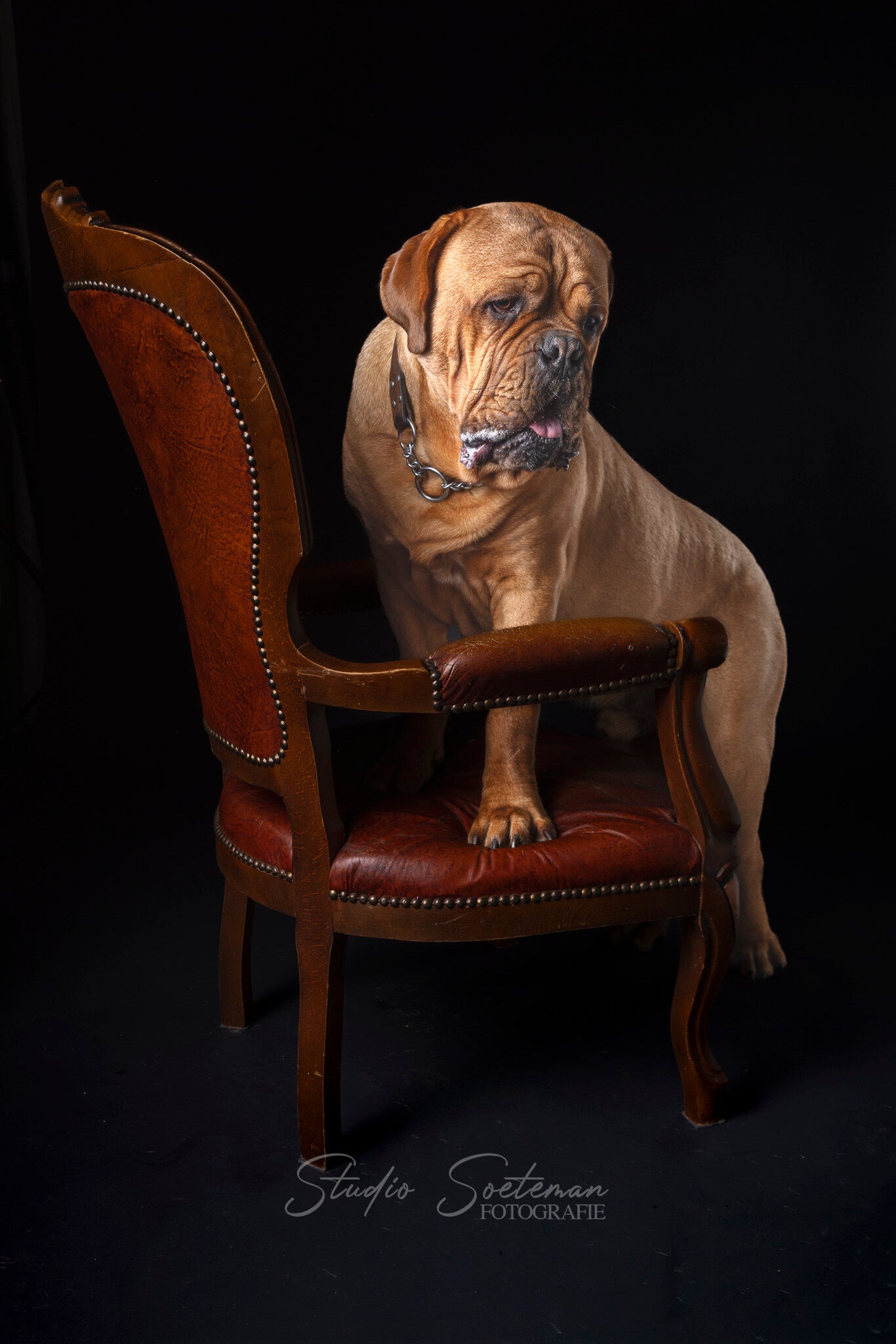 studio soeteman foto van hond