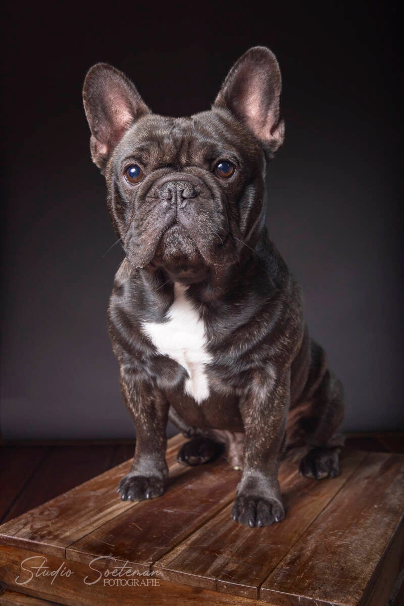 studio soeteman foto van hond